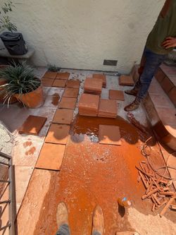 Tree Care and Landscape