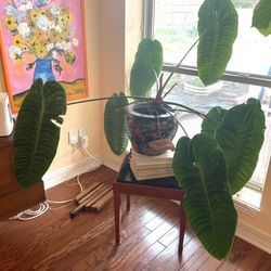 Anthurium Veitchii Rare Houseplant Aroid Tropical Large Mature 