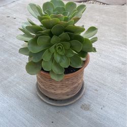 Large Beautiful Succulent 