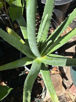 Sábila plant