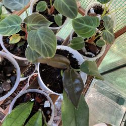 Philodendron El Choco Red