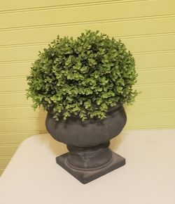 Boxwood plant