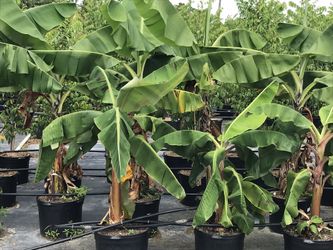 Dwarf cavendish, Puerto Rican plantain Banana