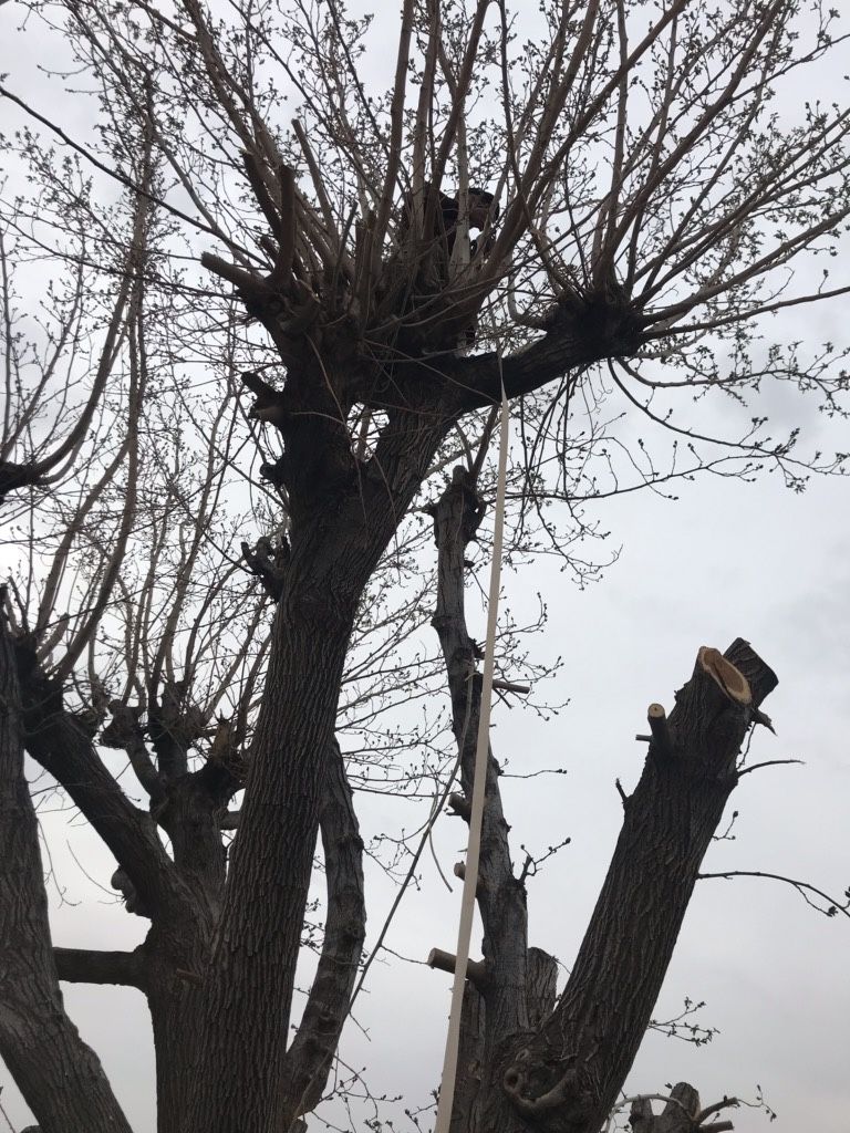 Podar Arboles