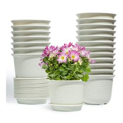 20 Plant - 5 Inch