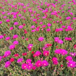 Ice Plant Ground Cover