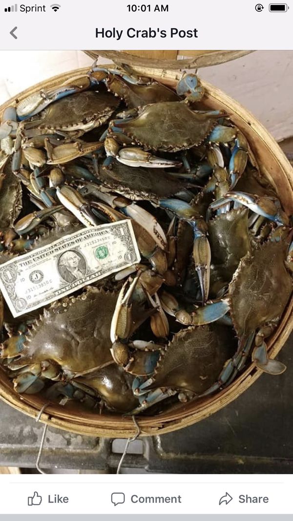 Steamed or Live Maryland blue crabs for Sale in Middle River, MD OfferUp
