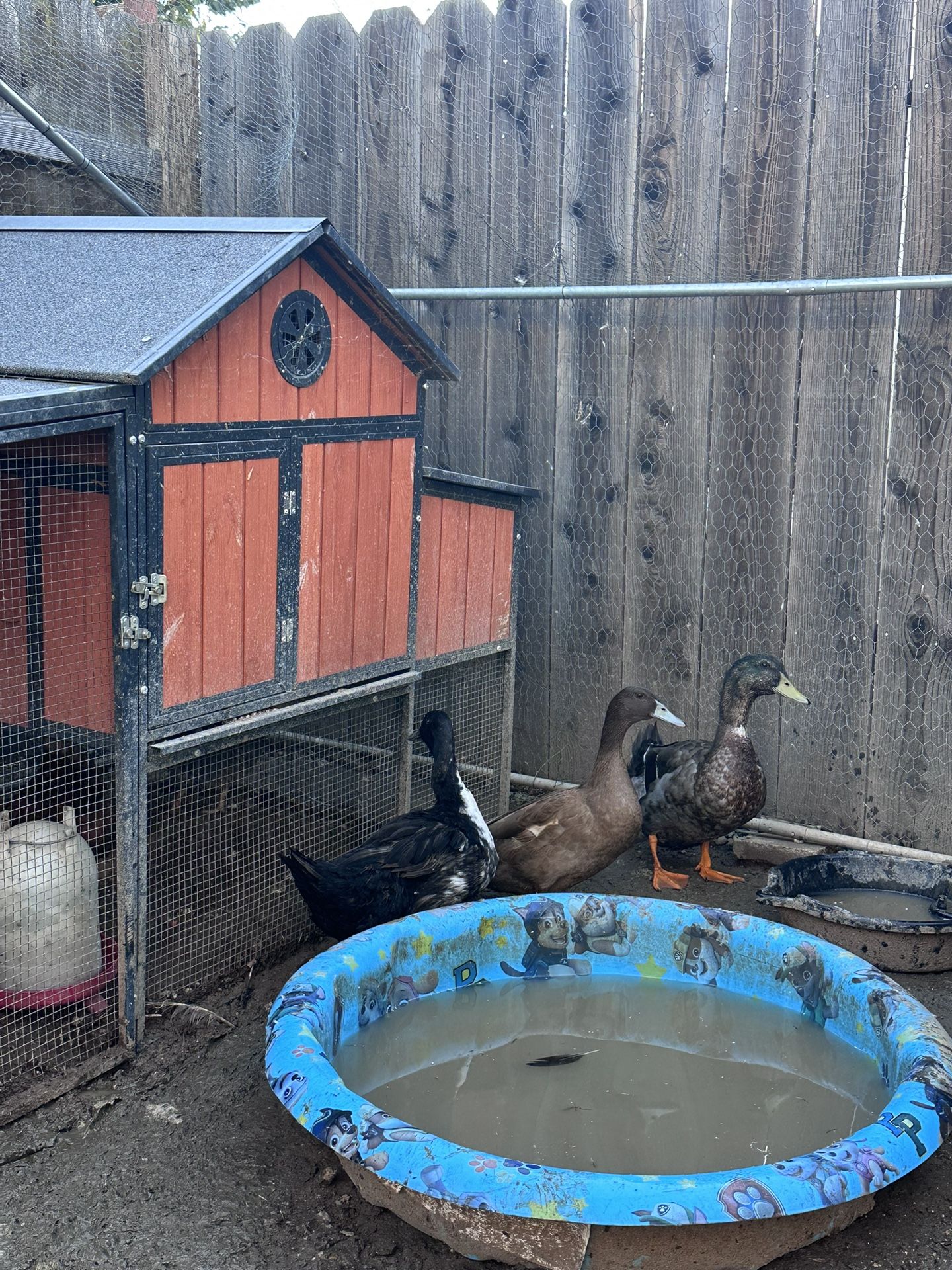3 Mallard Ducks (food)