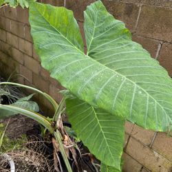 Elephant Ear Plants