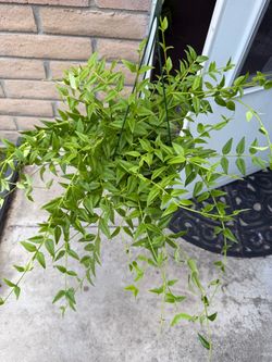 Hoya Bella