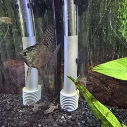 Fish decor leopard angel