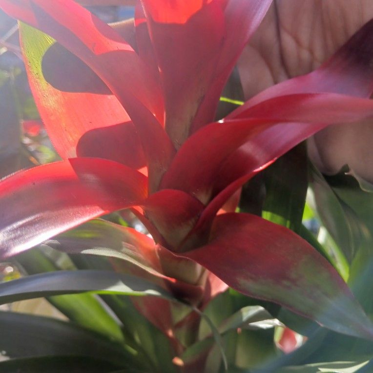 Beautiful Plants For Decoration Natural Ones๐๐๐ฟ๐ฟ๐ฟ๐ฟ