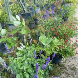  Butterfly 🦋 Plants $15.00