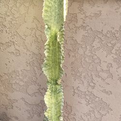 African Candelabra (variegated)