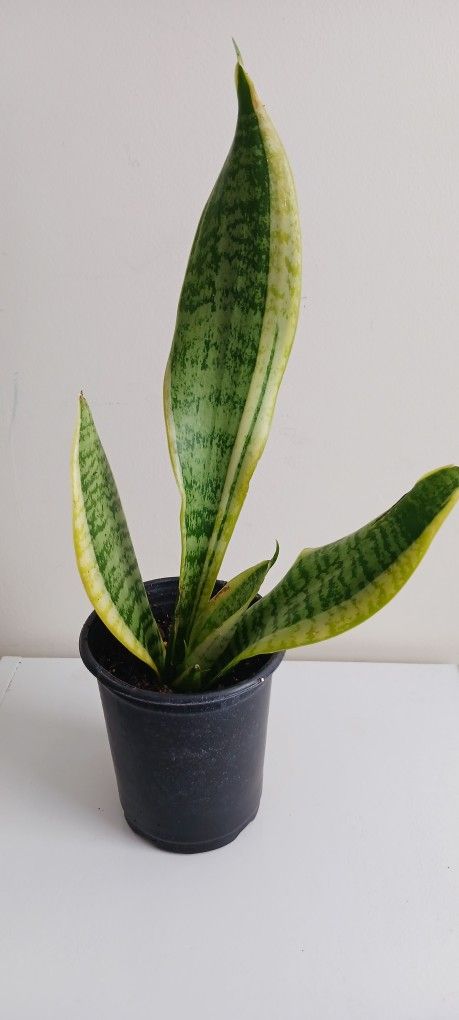 SNAKE PLANT