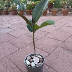 Homegrown Beautiful Tall Ficus Tree In Gray Quilted Ceramic Pot