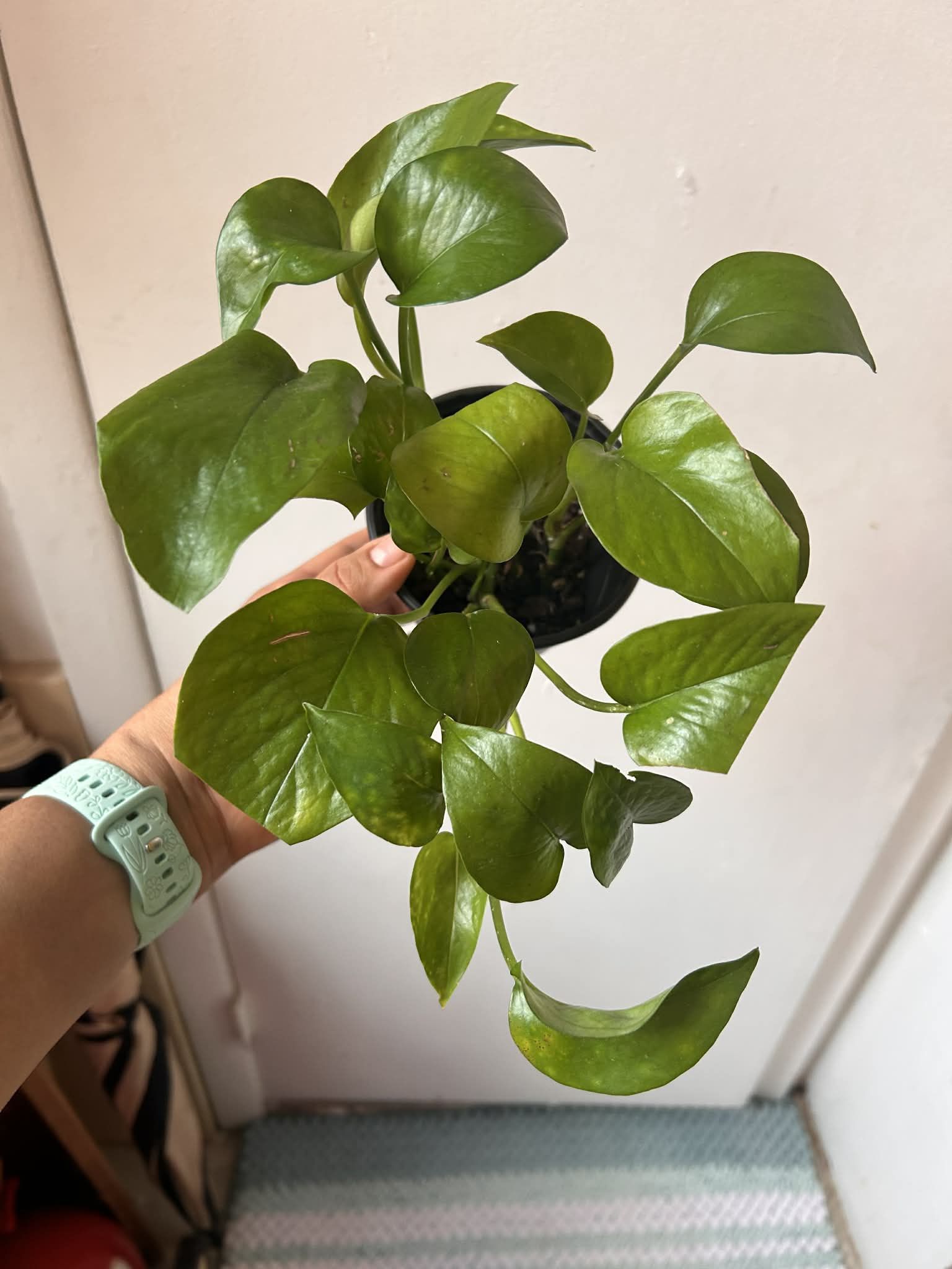 Golden Pothos Read Description ⬇️