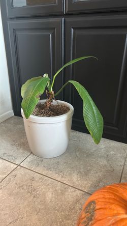 Plant