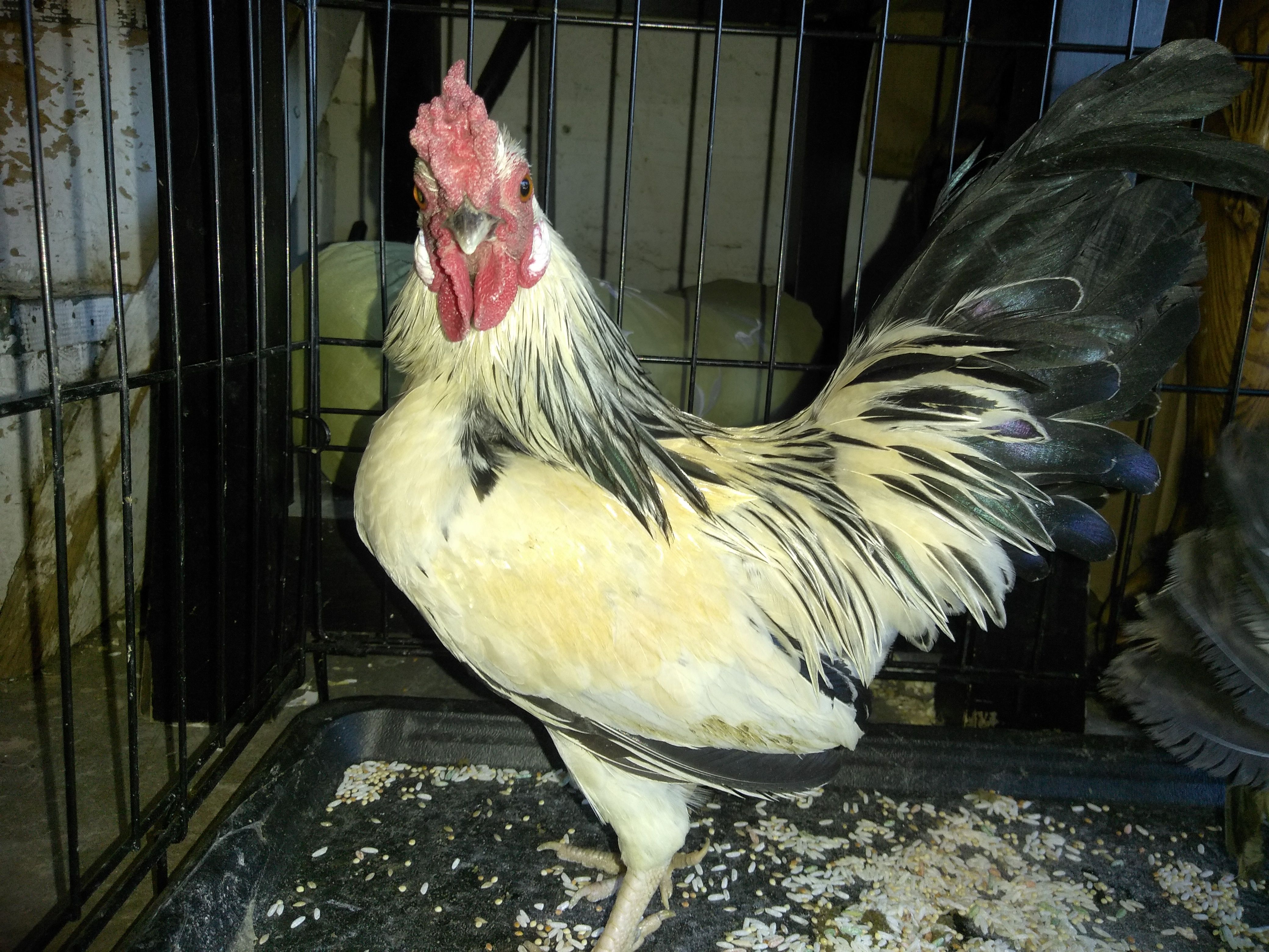 Gallo kikiriki
