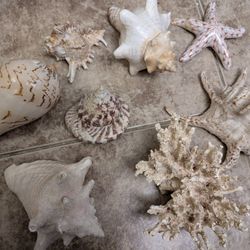 Large Seashells Lot $10