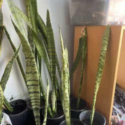 Snake Plants Large 