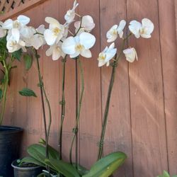 Orquids Plants😃😃😃😃🌿🌿🌿🌿