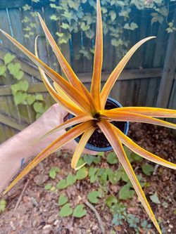 narrow escape philodendron Philodendron Narrow Escape  Horti
