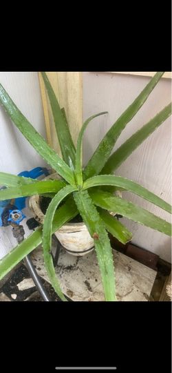 Large Aloe Vera Plant in Pot