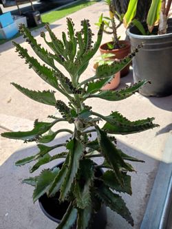 Planta de mal a madre