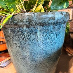 Golden pathos plant and pottery container