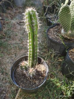 Cactus plant triple