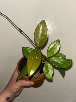 Hoya Houseplant