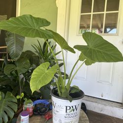 Elephant Ears Plant