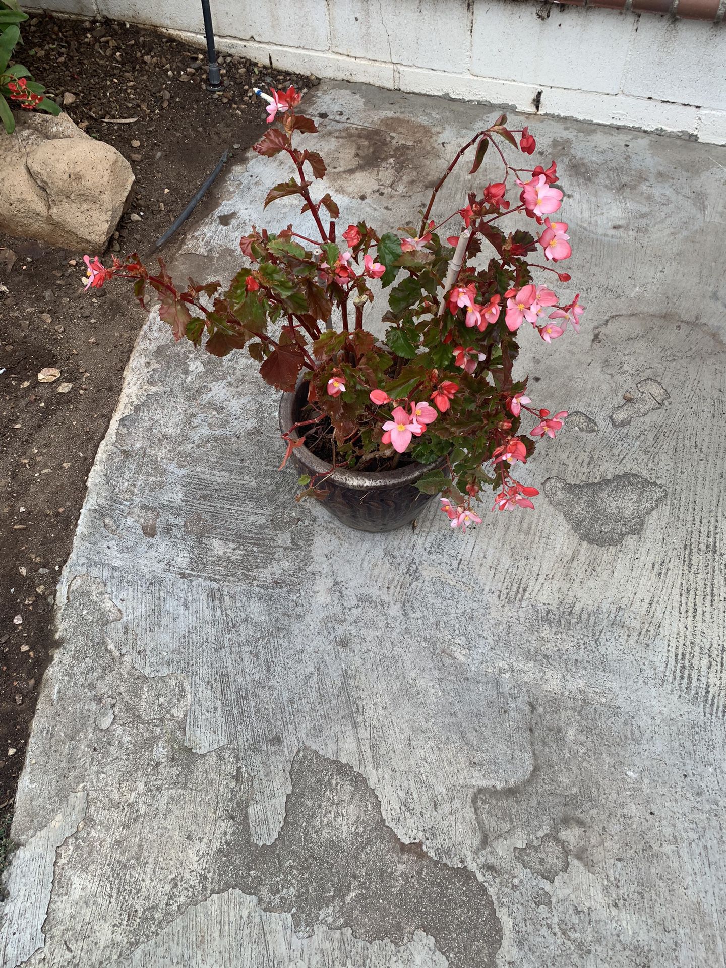 Pink Color Begonia Flower Pot 5 Gallons 