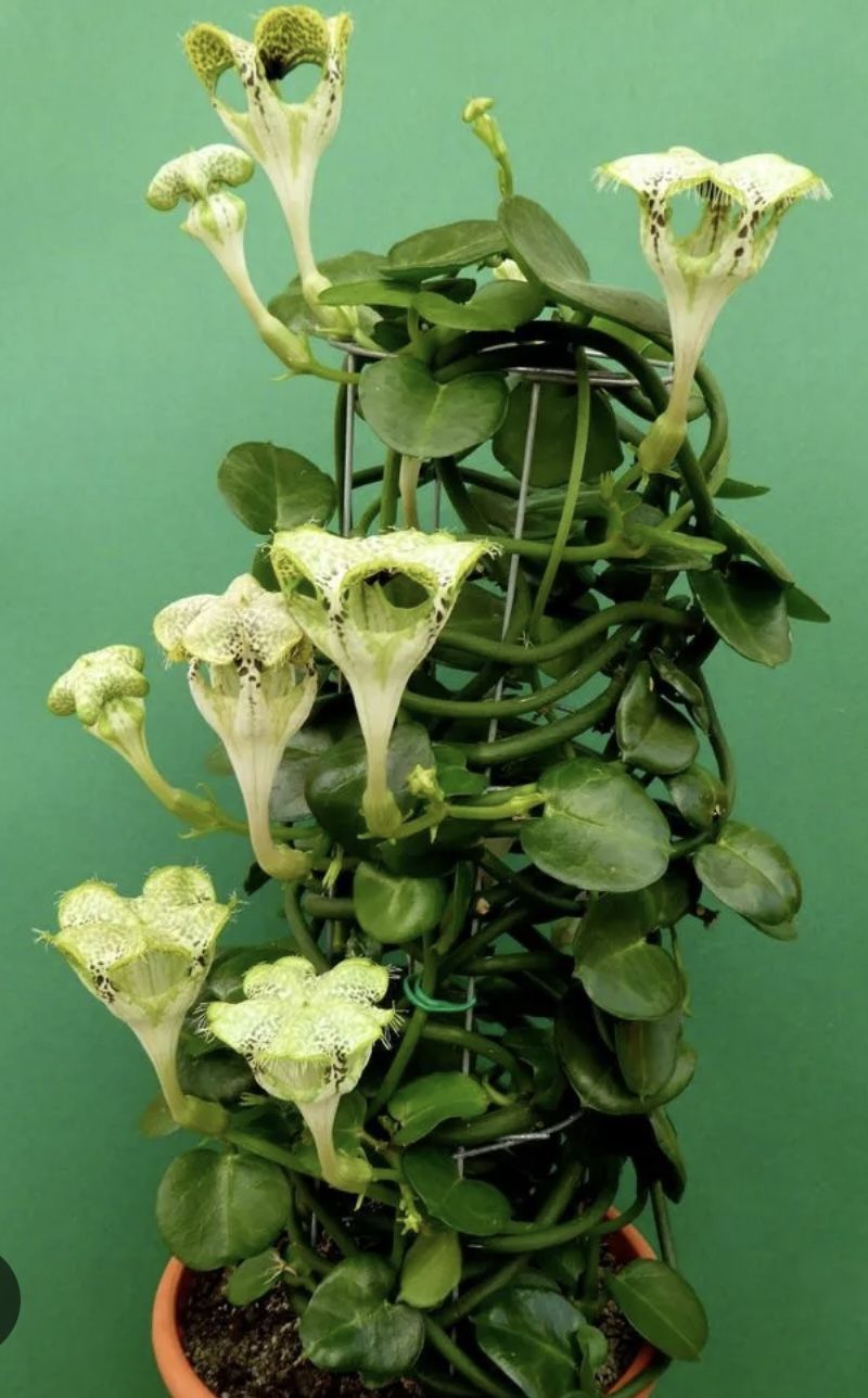 Ceripegia