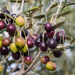 Mission Black Olive Tree