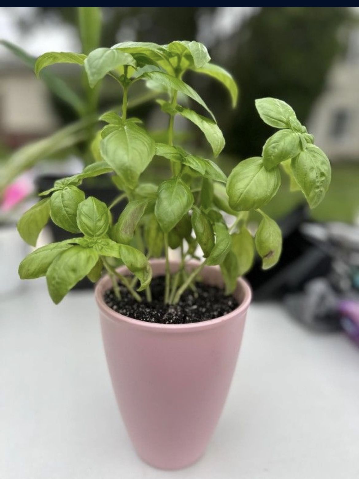 Fresh Healthy Basil Plant 🪴 🌿