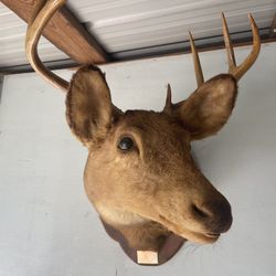 Wall Mounted Deer Head