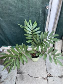 Cardboard Palm (cycad Zamia Plant, In 5 Gallóns Pot Pick Up Only