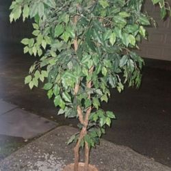 Decor /artifical Plants 