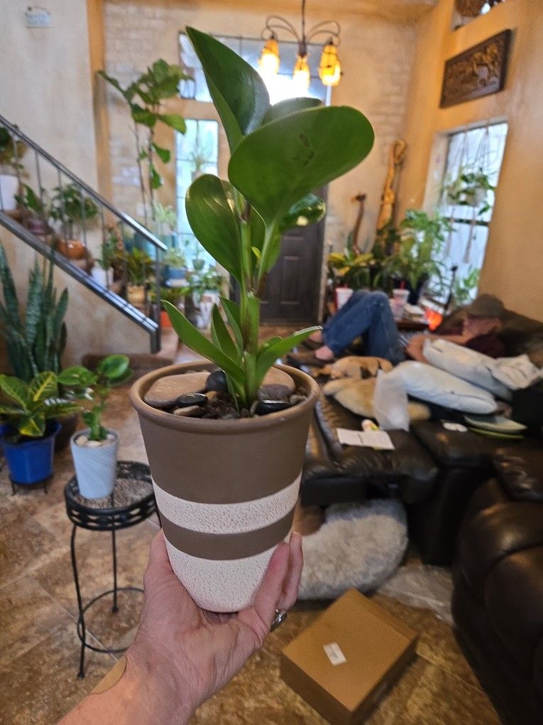 Pepperomia Plant In 7in New Ceramic Pots