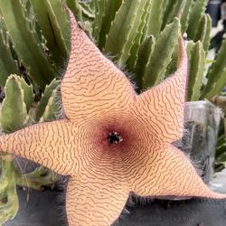 Estrella De Mar