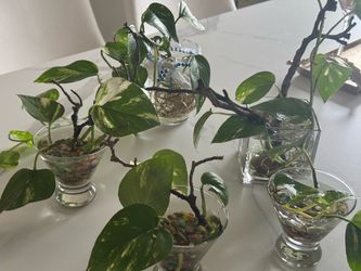 Plants