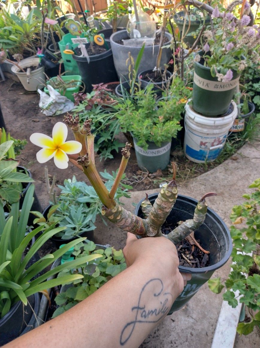 Plumeria For Sale for Sale in San Diego, CA OfferUp