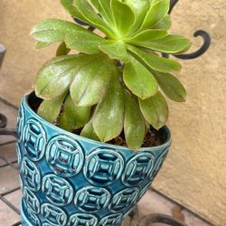 Aeonium 