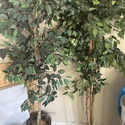 Tree 🌳 