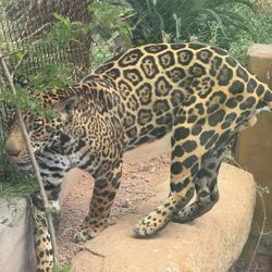 Phoenix Zoo Tickets 