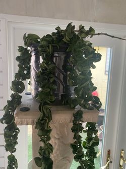 Hoya Hindu Rope Compacta