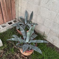 Blue Agave