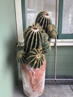 Established Balloon Cactus (Parodia Magnifica) with Multiple Pups